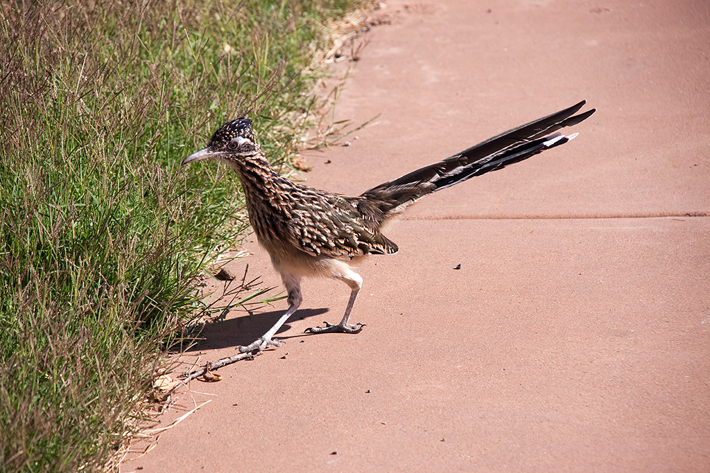 27_Big Bend National Park_09.jpg